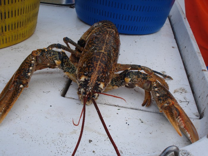 Homarus gammarus (Linnaeus, 1758)